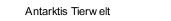 Antarktis Tierwelt