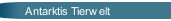 Antarktis Tierwelt